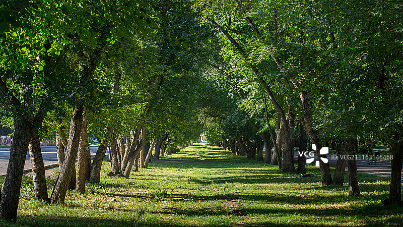 绿色花园拱门和小路图片素材