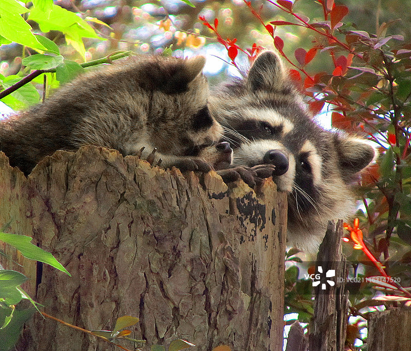 栖息在树桩上的浣熊肖像图片素材