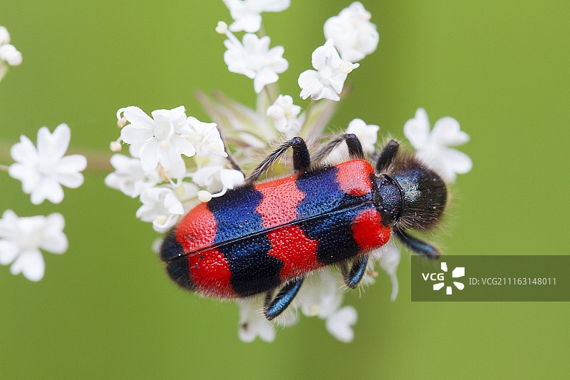 仰视拍摄的格子甲虫图片素材