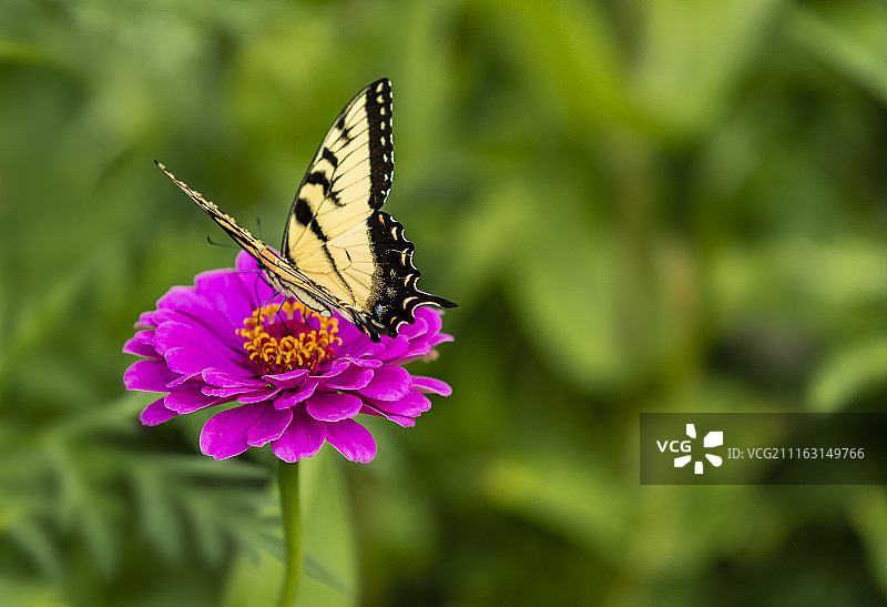 蝴蝶栖息在粉红色花朵上的特写图片素材