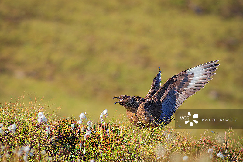 贼鸥飞行特写照片图片素材