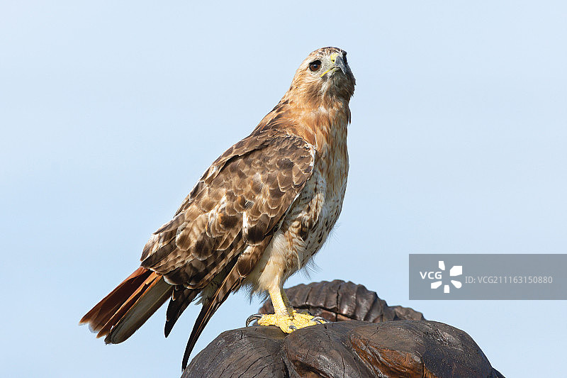 岩石上的 Accipiter striatus 鹰图片素材