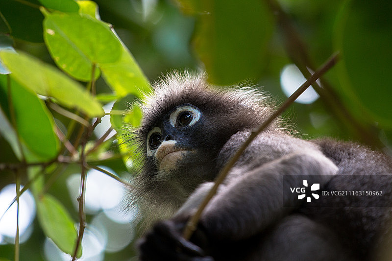 叶猴特写图片素材