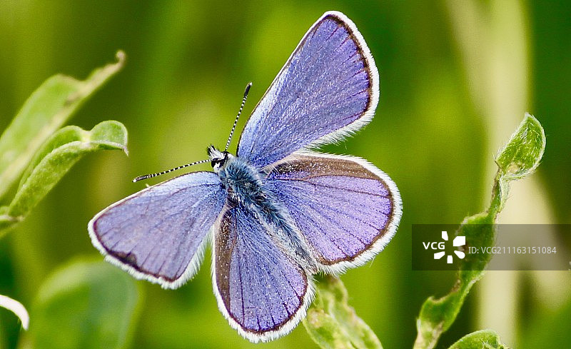 蓝色美人图片素材