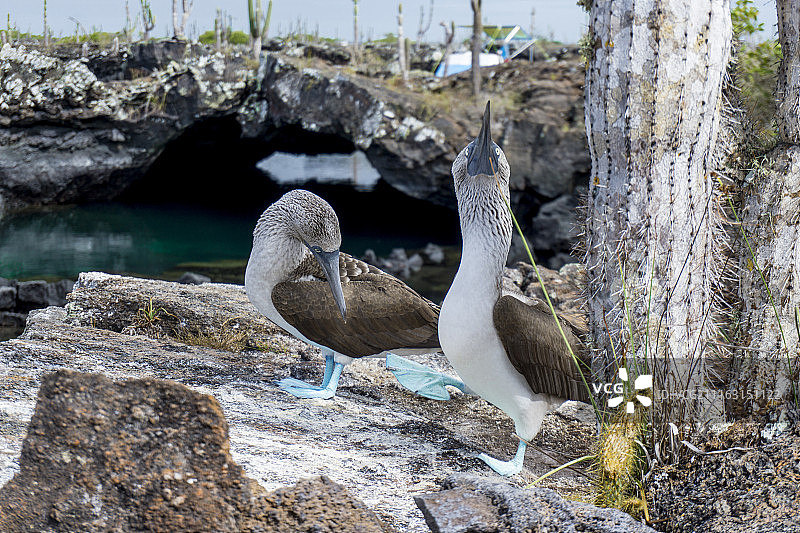 岩石上的两只蓝脚鲣鸟图片素材