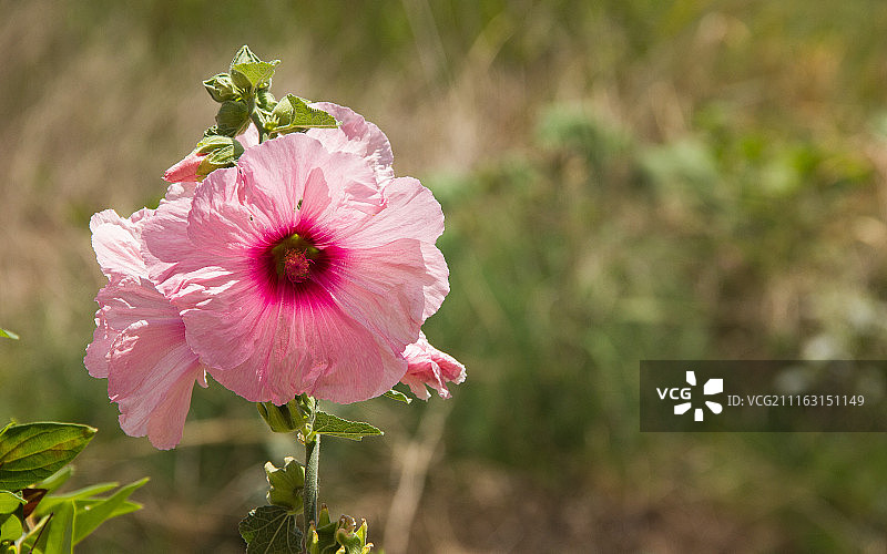 花的特写图片素材