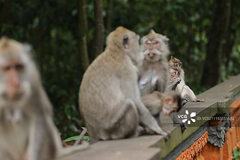 坐在围栏上的猴子图片素材