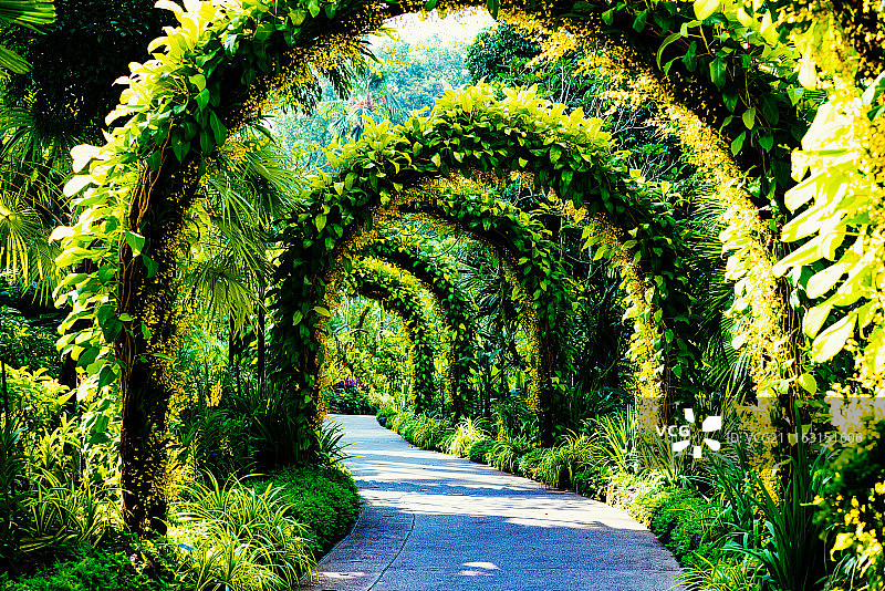 郁郁葱葱的拱形小路图片素材