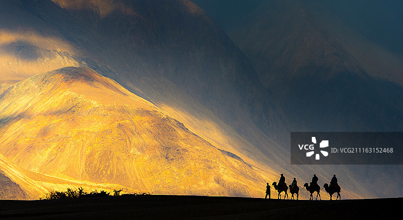 努布拉骆驼图片素材