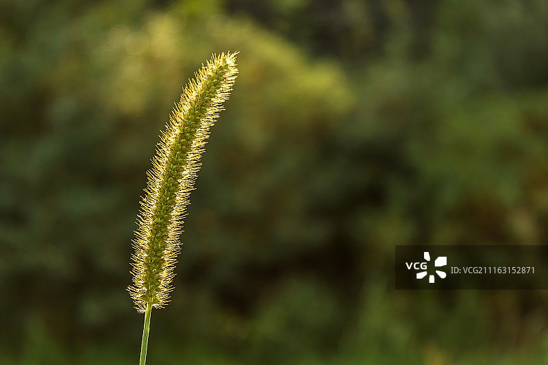 特写的植物图片素材