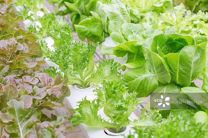 现代水培农场图片素材