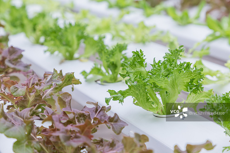 水培生菜图片素材