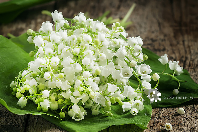 铃兰的白色花朵图片素材