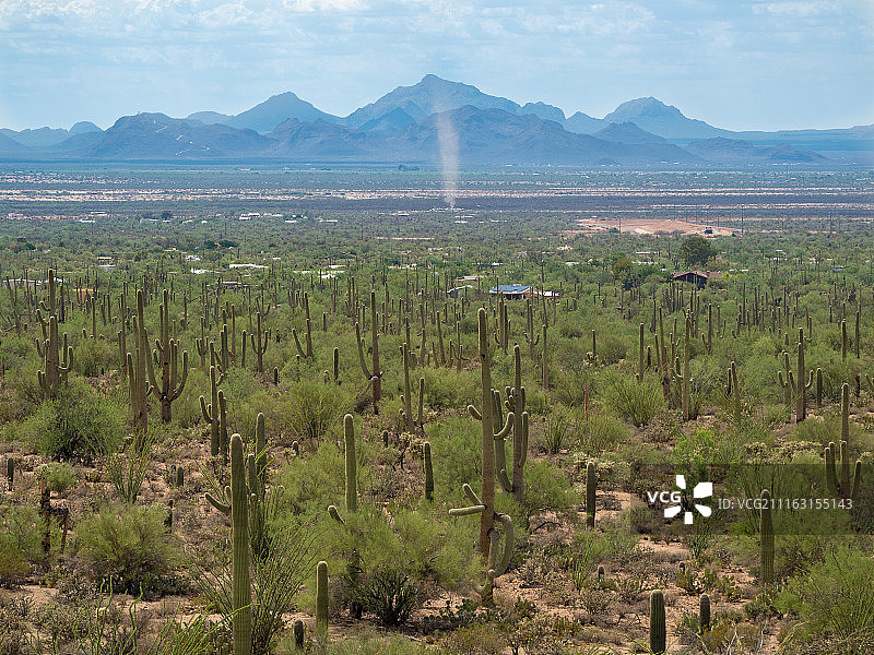 萨瓜罗国家公园的仙人掌地图片素材