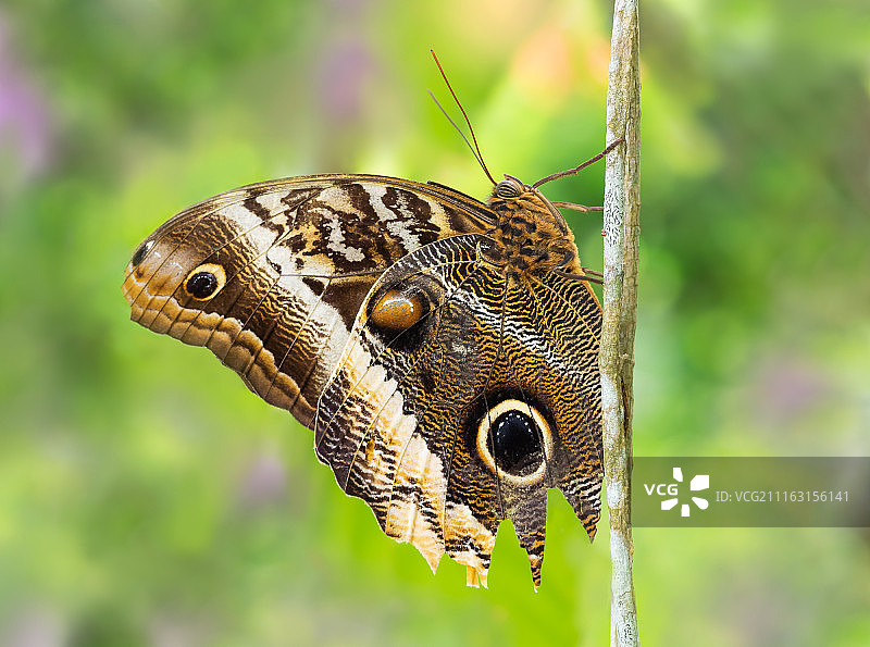 猫头鹰蝶图片素材