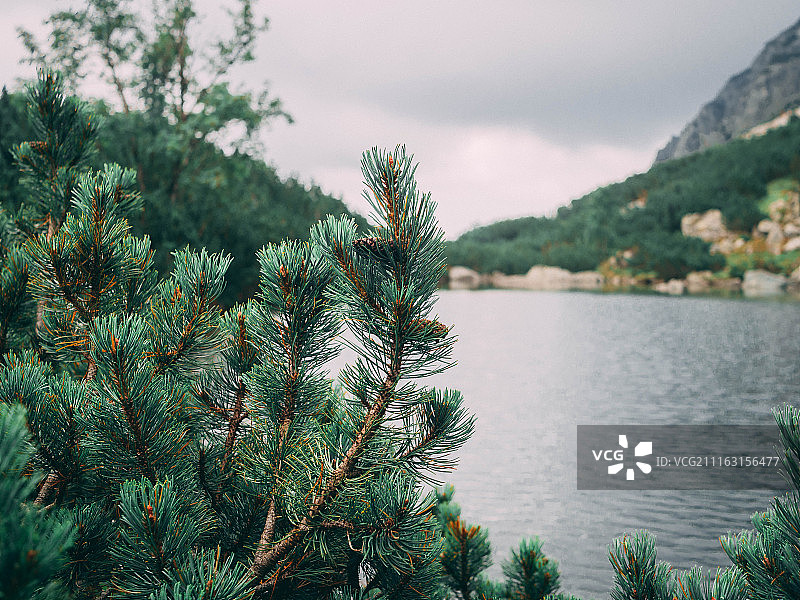 树的针叶和球果图片素材