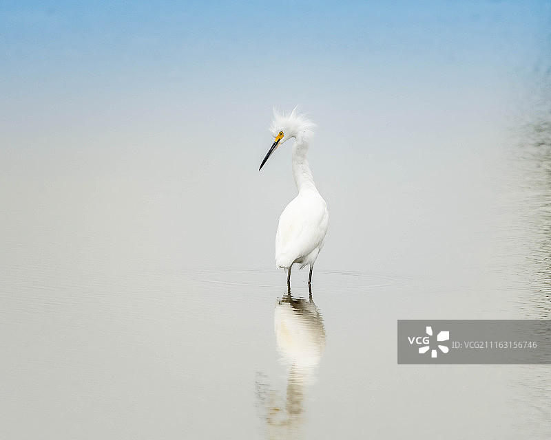 水面上的小鸟图片素材