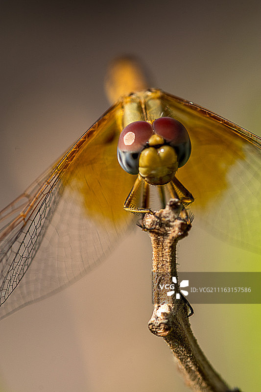 蜻蜓栖息在树枝上的特写图片素材