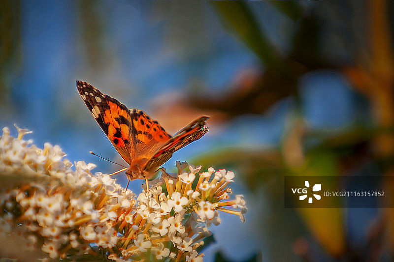 蝴蝶栖息在白色花朵上的特写图片素材