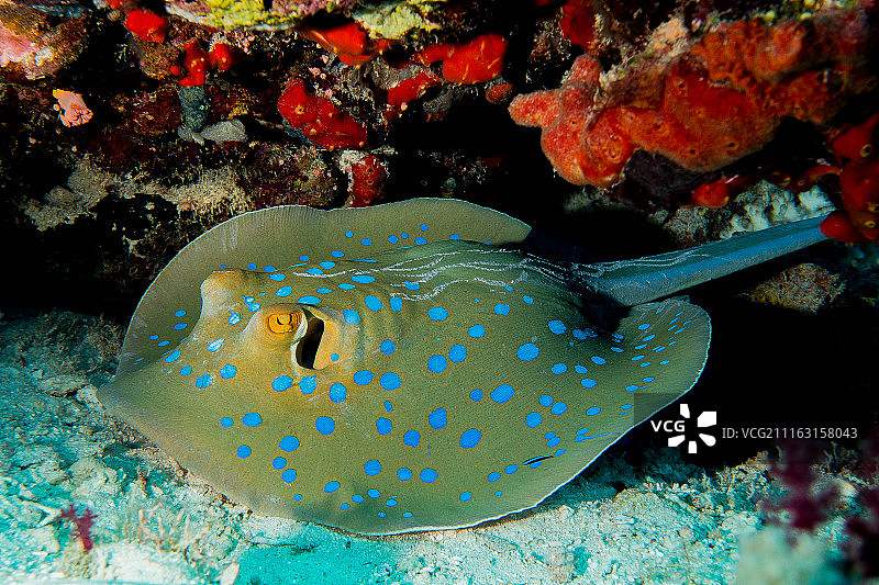 水下游泳滑板图片素材