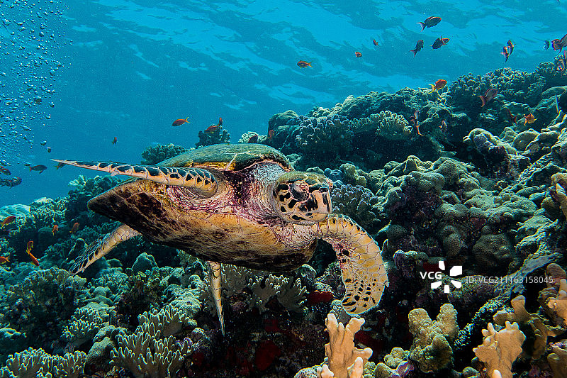 水中漂浮的乌龟图片素材