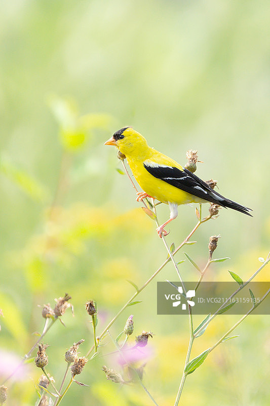 美洲金翅雀图片素材