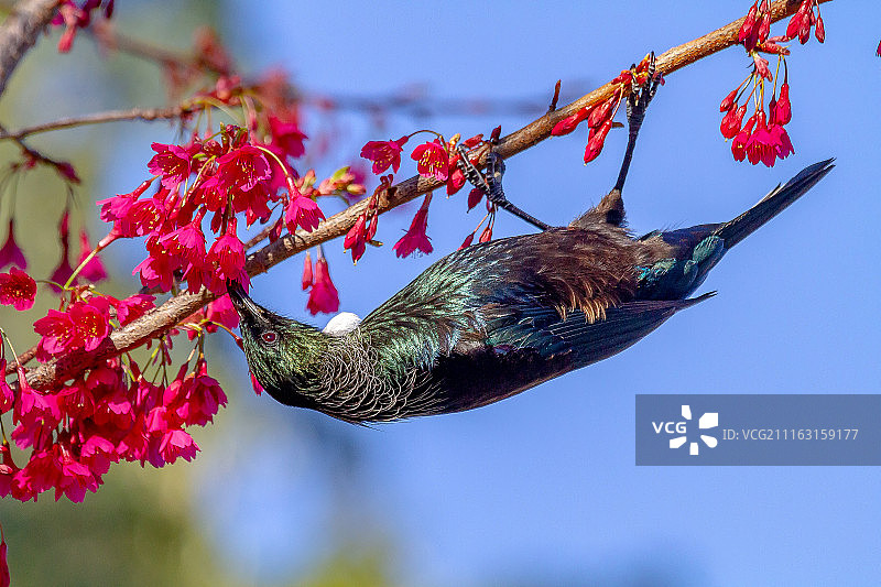 栖息在树枝上的图伊鸟图片素材