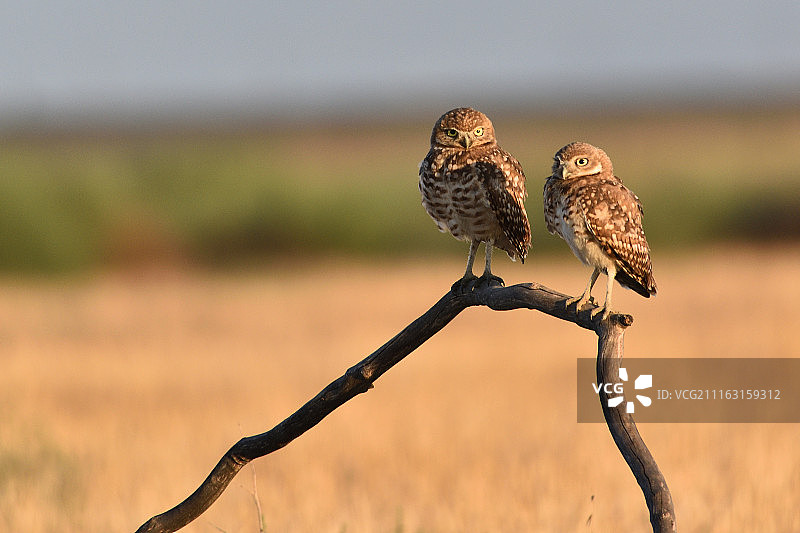 两只猫头鹰栖息在树枝上图片素材