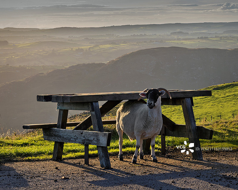 长凳下的羊图片素材