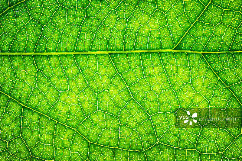 绿色叶面特写图片素材