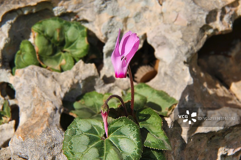 岩石上的粉色花朵图片素材