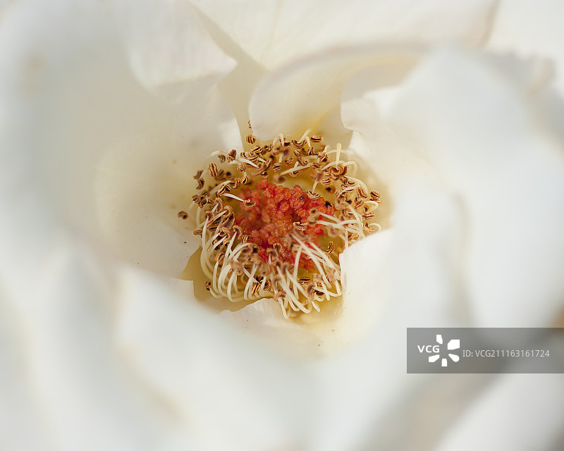 burnet rose (Rosa spinosissima) 特写图片素材