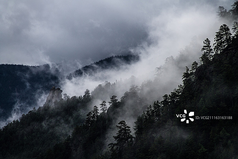 笼罩在雾中的山腰森林图片素材