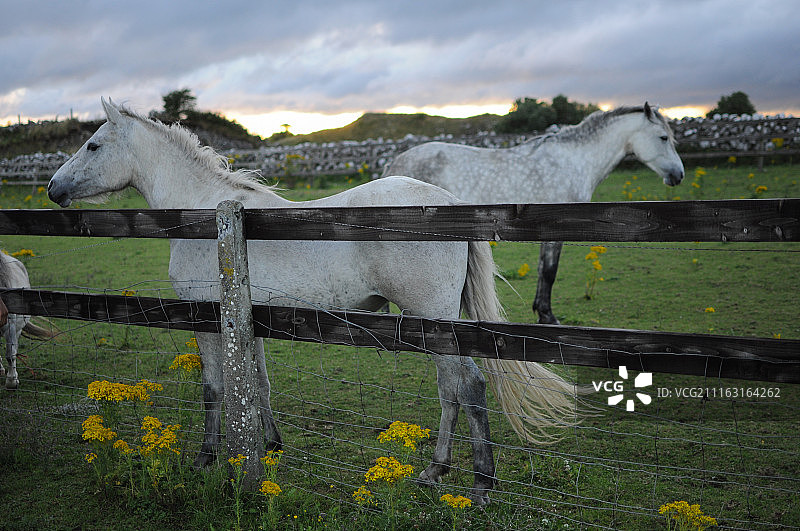 白马在围场吃草图片素材