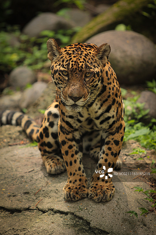 Miguel MALDONADO摄影作品图片素材