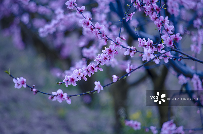 桃花图片素材