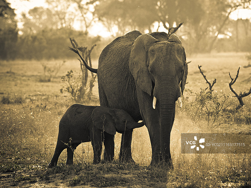 象科动物的特写照片图片素材