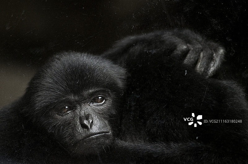 咆哮者图片素材