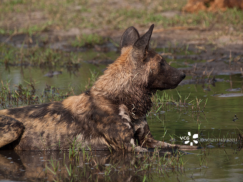 躺在泥地里的野狗图片素材