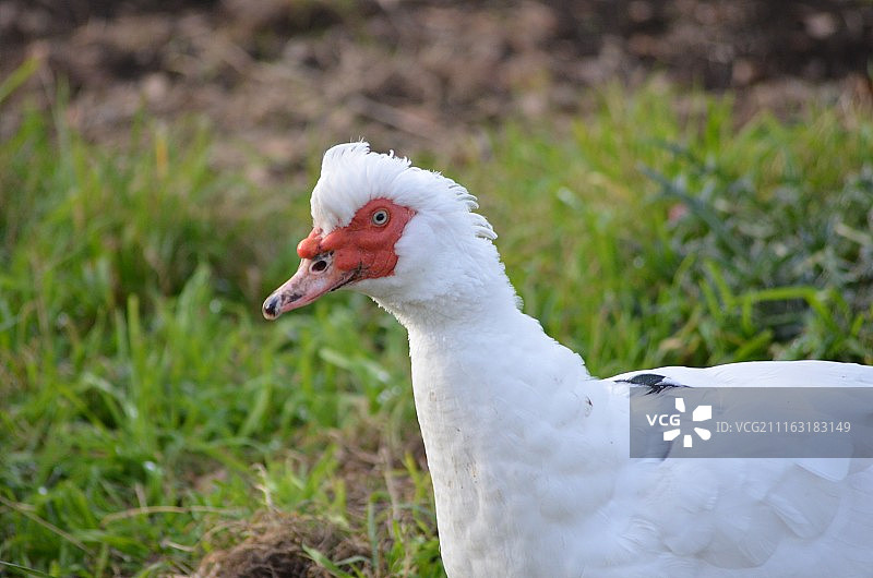 望向远方的鸭子图片素材