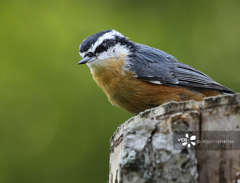 栖息在树干上的单只山雀图片素材
