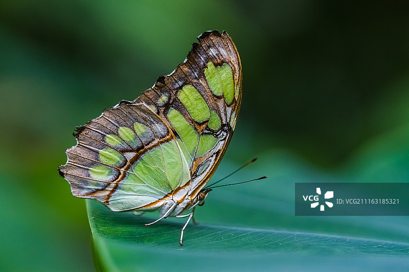 停在叶子上的绿色和灰色蝴蝶图片素材