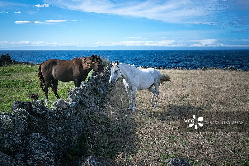 隔着石墙在海边草地上吃草的两匹马图片素材
