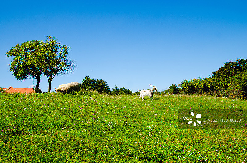 Szemlél图片素材