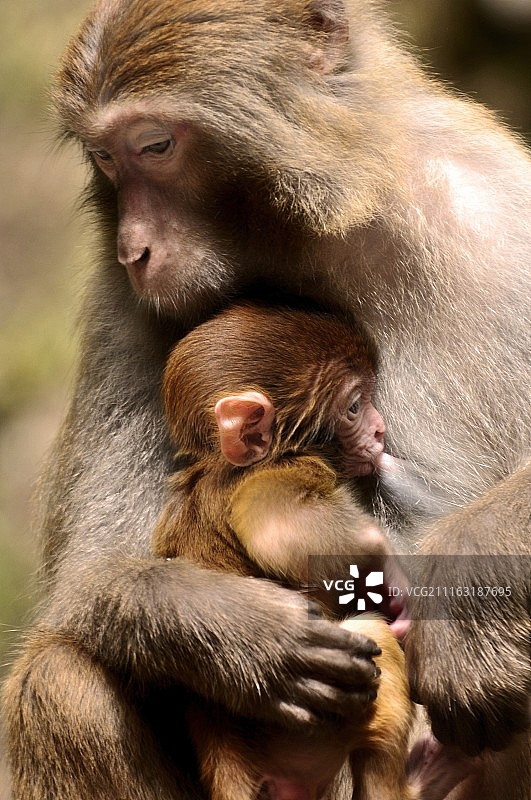 抱着幼崽的狒狒图片素材
