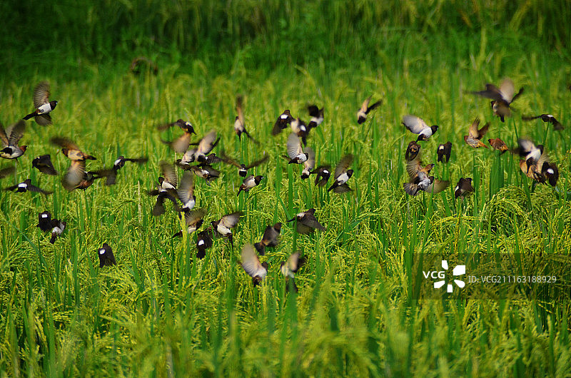飞过草地的鸟儿图片素材