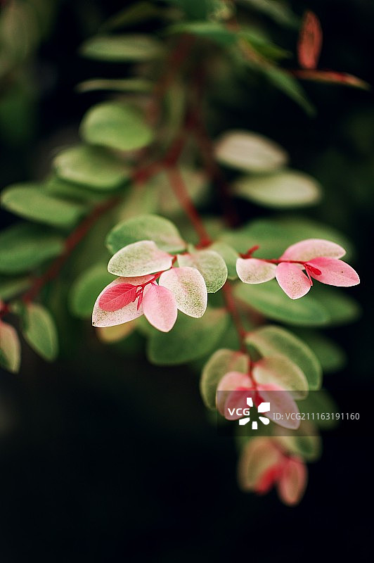 带绿色和红色叶子的植物图片素材