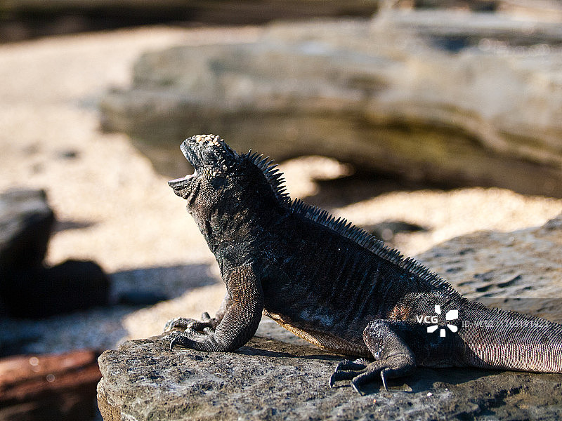岩石上打哈欠的鬣蜥图片素材