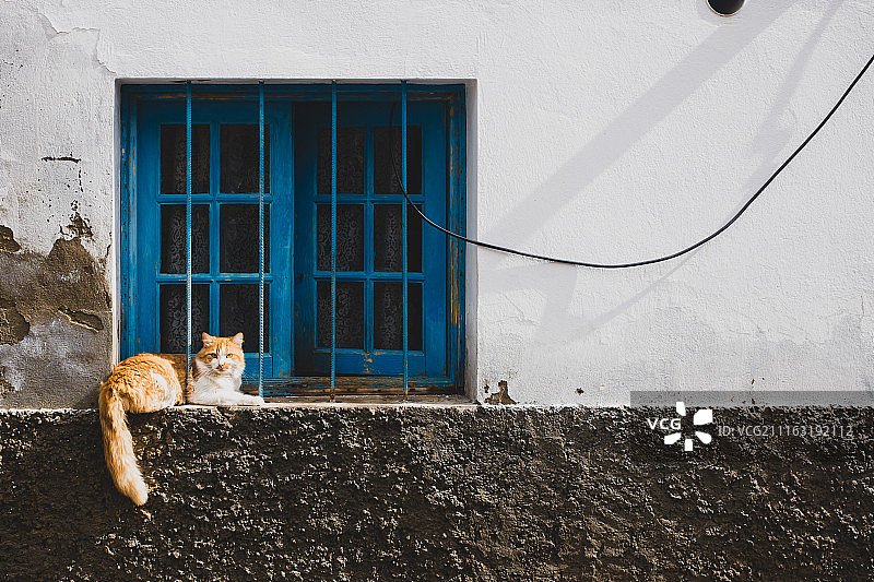 猫在蓝色窗户前悠闲地躺着图片素材