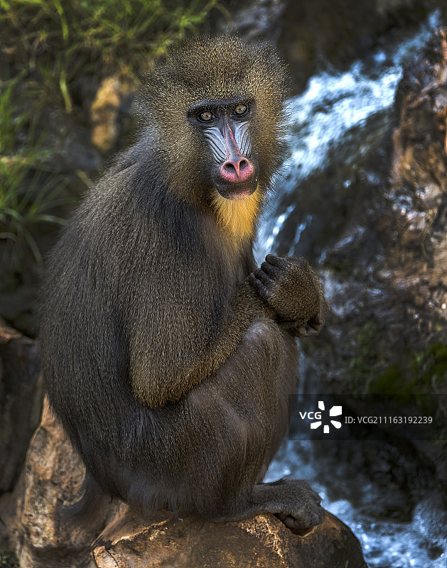 悲伤的猴子 портрет图片素材